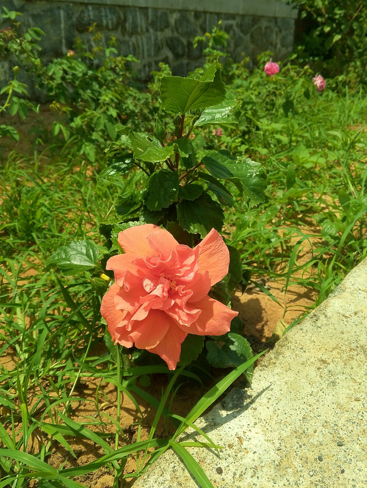 Hibiscus flower blooming in the farm garden