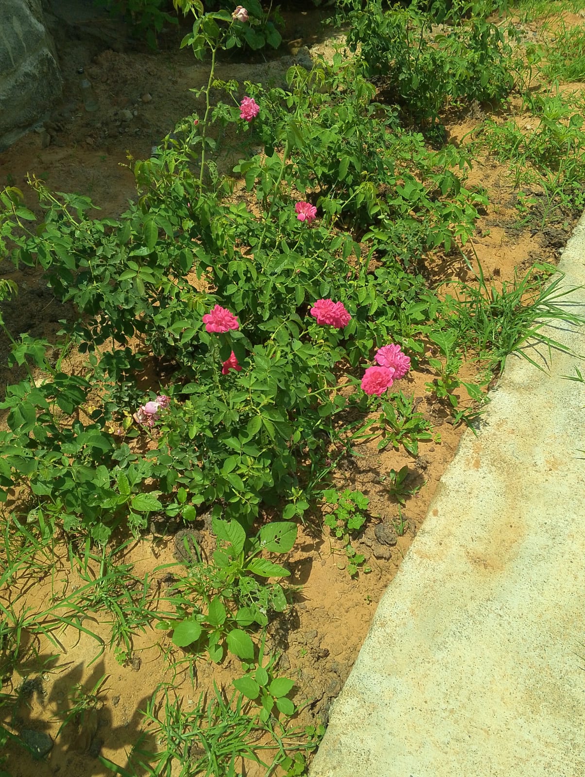 Pink roses blooming in the farm garden