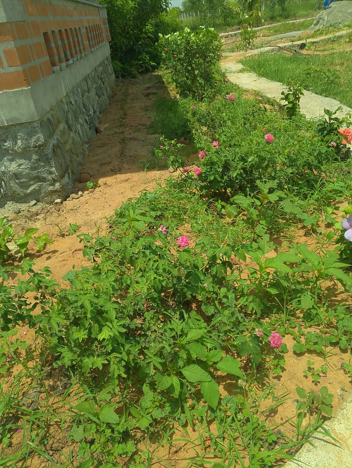 Rose bushes along the garden path