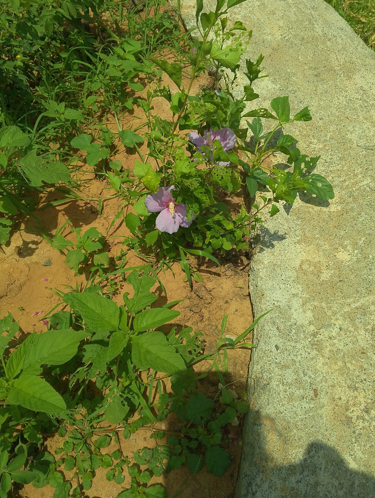 Purple hibiscus flower in the farm garden