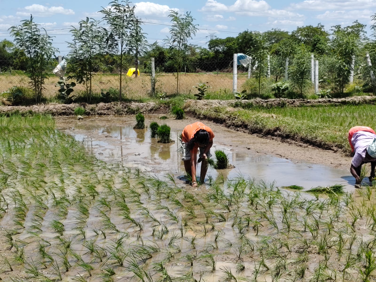 Rice planting in the paddy fields