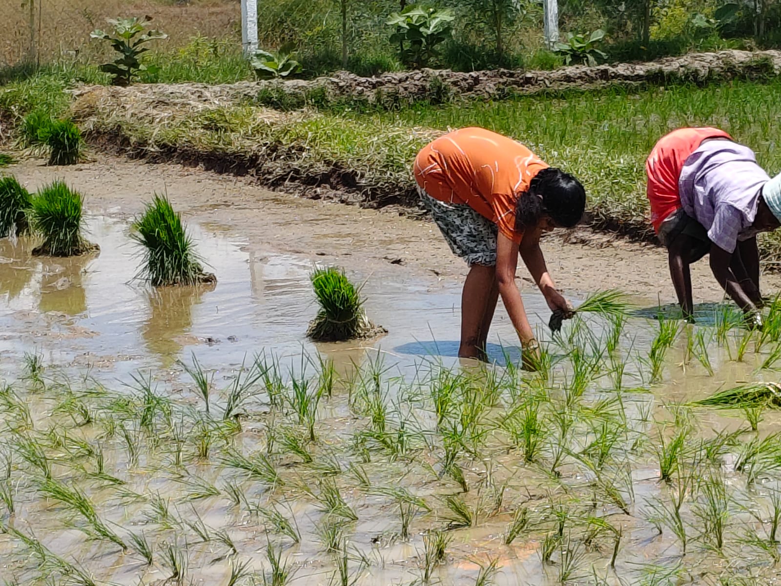 Farmers planting rice saplings in the paddy field